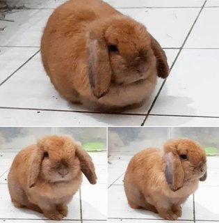 Holland Lop