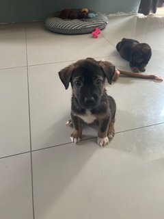 Chocolate  - Mixed Breed Dog