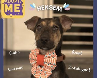 Hansem Boy For Adoption  - Mixed Breed Dog