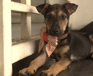 Hansem Boy For Adoption  - Mixed Breed Dog