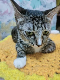 Little Black  - Domestic Short Hair Cat