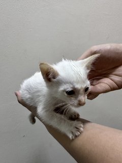 Da Tou 大头 - Domestic Short Hair Cat