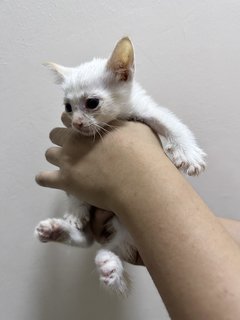 Da Tou 大头 - Domestic Short Hair Cat