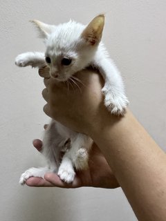 Da Tou 大头 - Domestic Short Hair Cat