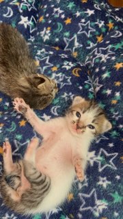 Baby 2 ( 2 Kittens Available) - Domestic Short Hair Cat