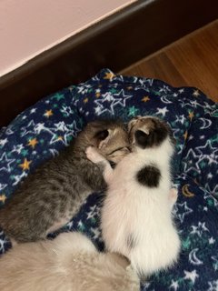 Baby 2 ( 2 Kittens Available) - Domestic Short Hair Cat