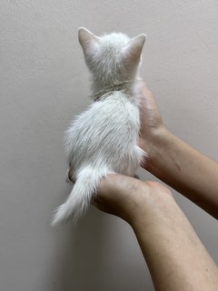 Xiao Bai 小白 - Domestic Short Hair Cat