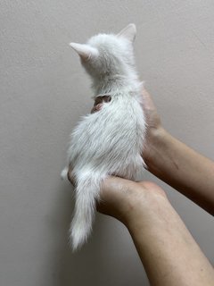 Xiao Bai 小白 - Domestic Short Hair Cat