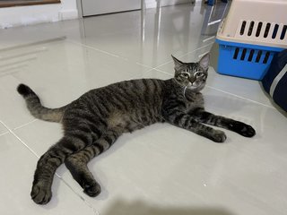 Twii - Domestic Short Hair Cat