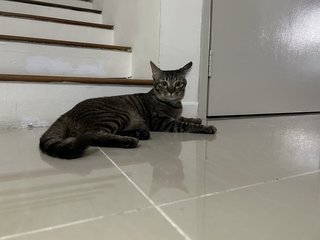 Twii - Domestic Short Hair Cat