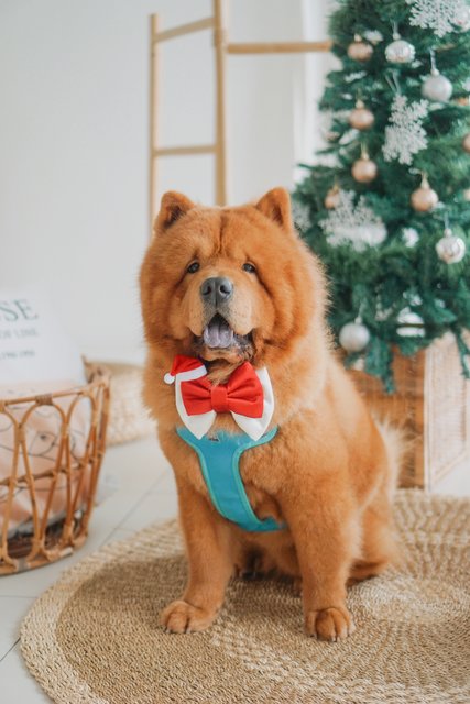 Milo - Chow Chow Dog