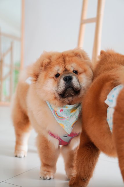 Maggie - Chow Chow Dog