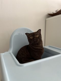 Mon - British Shorthair + Scottish Fold Cat