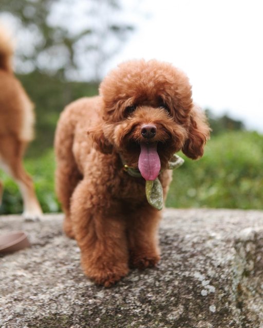 Teddy - Poodle Dog