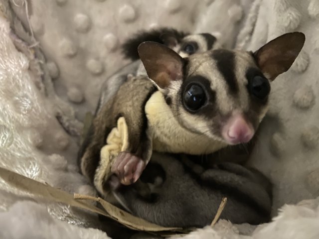 Female Sg - Sugar Glider Small & Furry