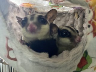 Female Sg - Sugar Glider Small & Furry