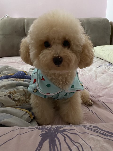 Baby - Poodle Dog