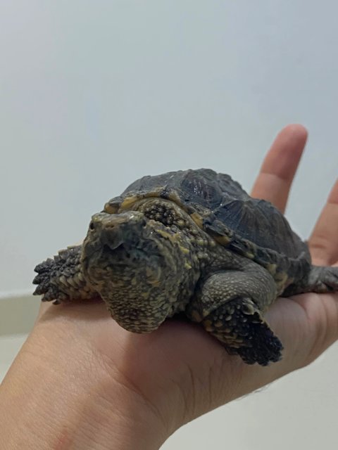 Chubby - Turtle Reptile