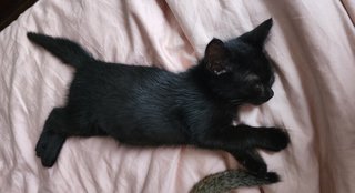 Onyx 1 - Domestic Medium Hair Cat