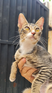 Tikus  - Domestic Short Hair + Tabby Cat