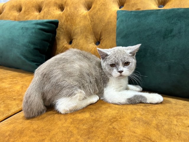 British Short Hair - Scottish Straight - Scottish Fold + British Shorthair Cat