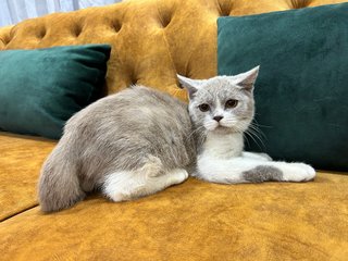 British Short Hair - Scottish Straight - Scottish Fold + British Shorthair Cat