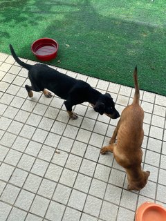 Blackie Girl - Mixed Breed Dog