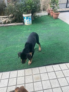 Blackie Girl - Mixed Breed Dog