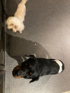 Premium &amp; Mimo - Rottweiler + Poodle Dog