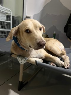 Unknown Looking For A Home Or Fosterer - Golden Retriever Dog