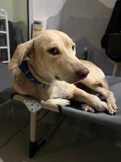 Unknown Looking For A Home Or Fosterer - Golden Retriever Dog