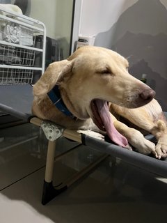 Unknown Looking For A Home Or Fosterer - Golden Retriever Dog