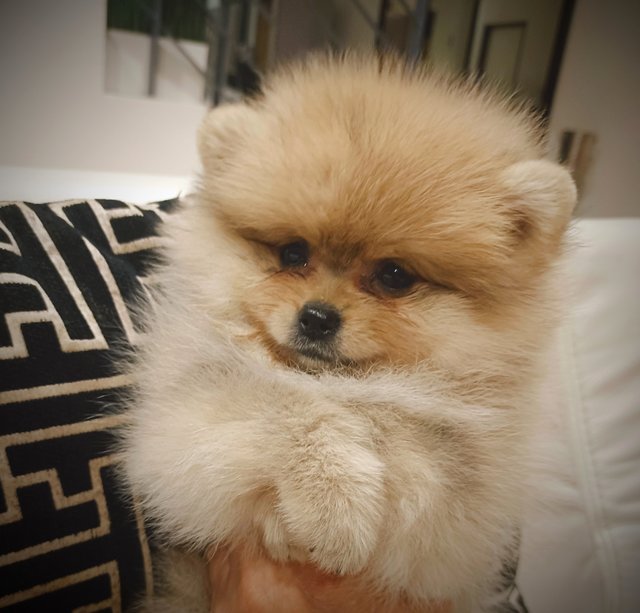 Pomeranian, Male And Female Available - Pomeranian Dog