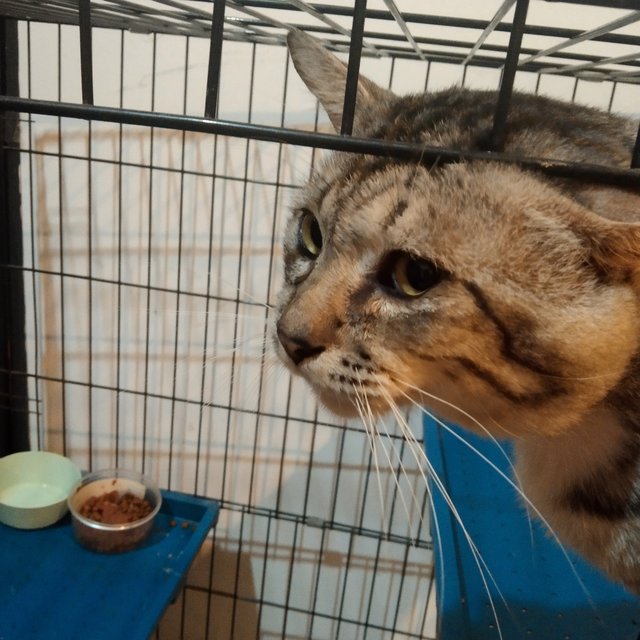 Save Silver From A Cage! - Domestic Short Hair Cat