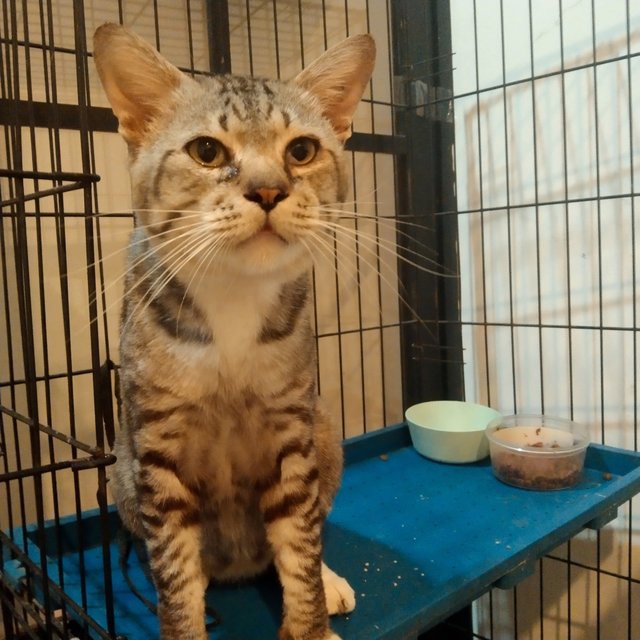 Save Silver From A Cage! - Domestic Short Hair Cat