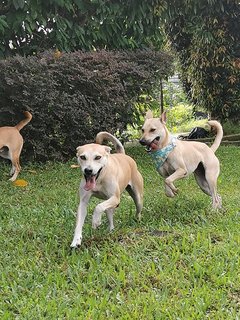 Prancing at the Park, Chi (Left) and Dodo (Right)