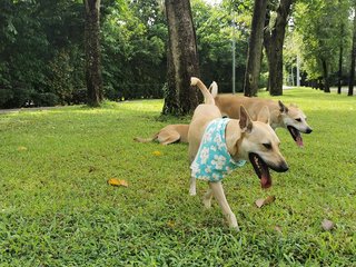 Strolling moment, Dodo in the foreground