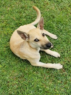 Dodo and her sweet puppy eyes