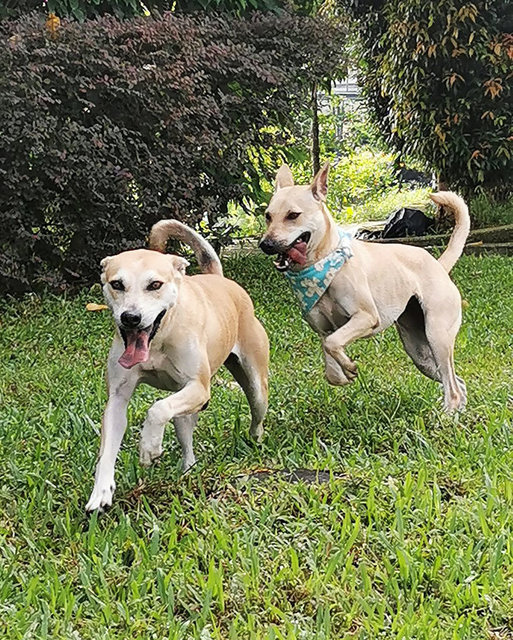 Golden Dogs - Mixed Breed Dog