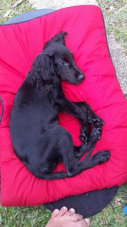 Joe - English Cocker Spaniel Dog