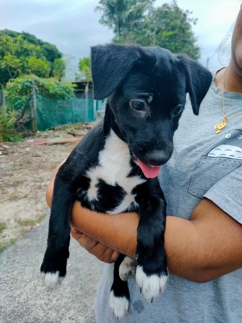 Female Black  - Poodle Mix Dog