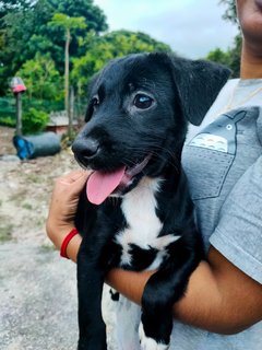 Female Black  - Poodle Mix Dog