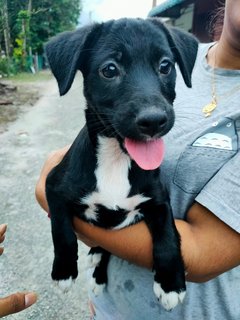 Female Black  - Poodle Mix Dog