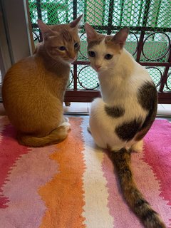 Lucky&amp;cookie - Domestic Short Hair Cat