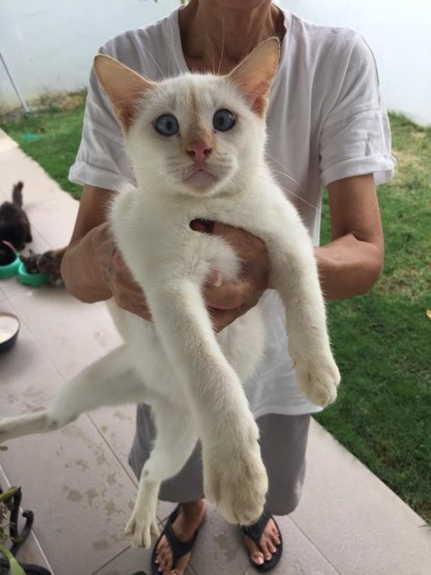 Casper The Gentle - Domestic Short Hair Cat