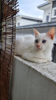 Casper The Gentle - Domestic Short Hair Cat