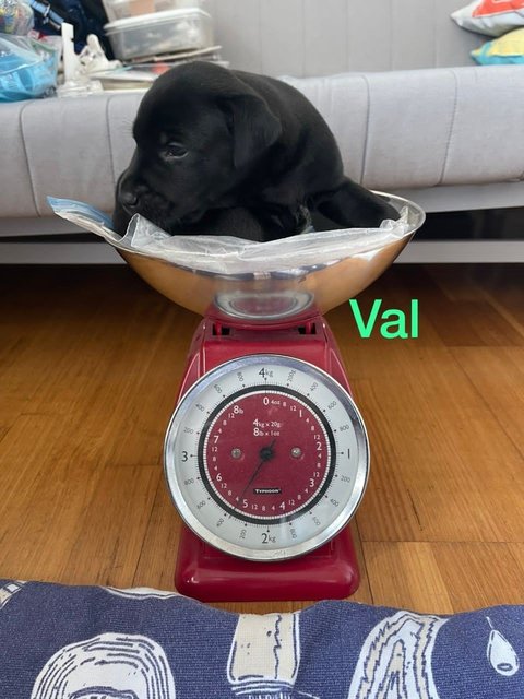 Val - Mixed Breed Dog