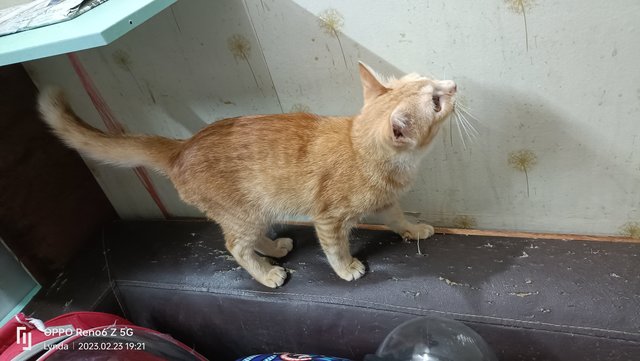 Saturn - Domestic Medium Hair Cat