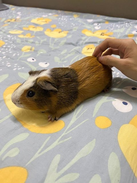 Choki - Guinea Pig Small & Furry