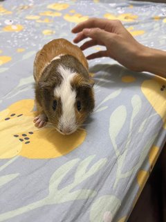 Choki - Guinea Pig Small & Furry